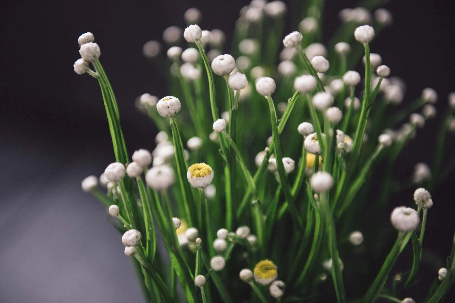 Ammobium alatum