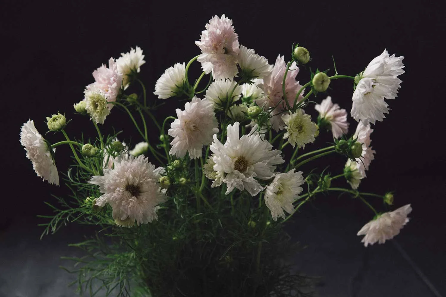 Cosmos bipinnatus