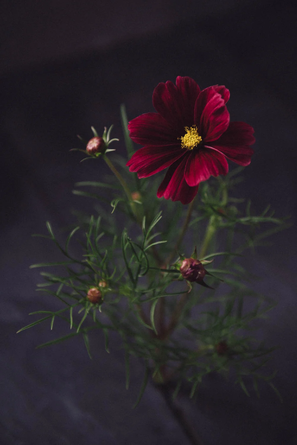Cosmos bipinnatus