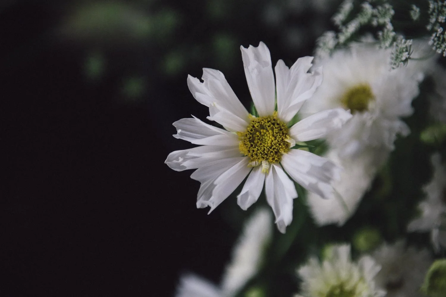 Cosmos bipinnatus