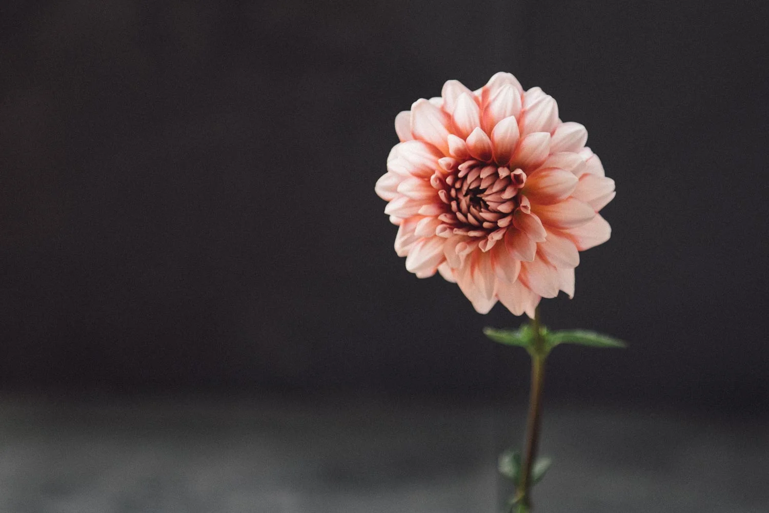 Dahlia pinnata