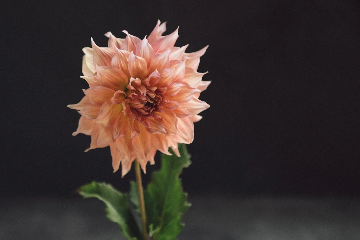 Dahlia pinnata