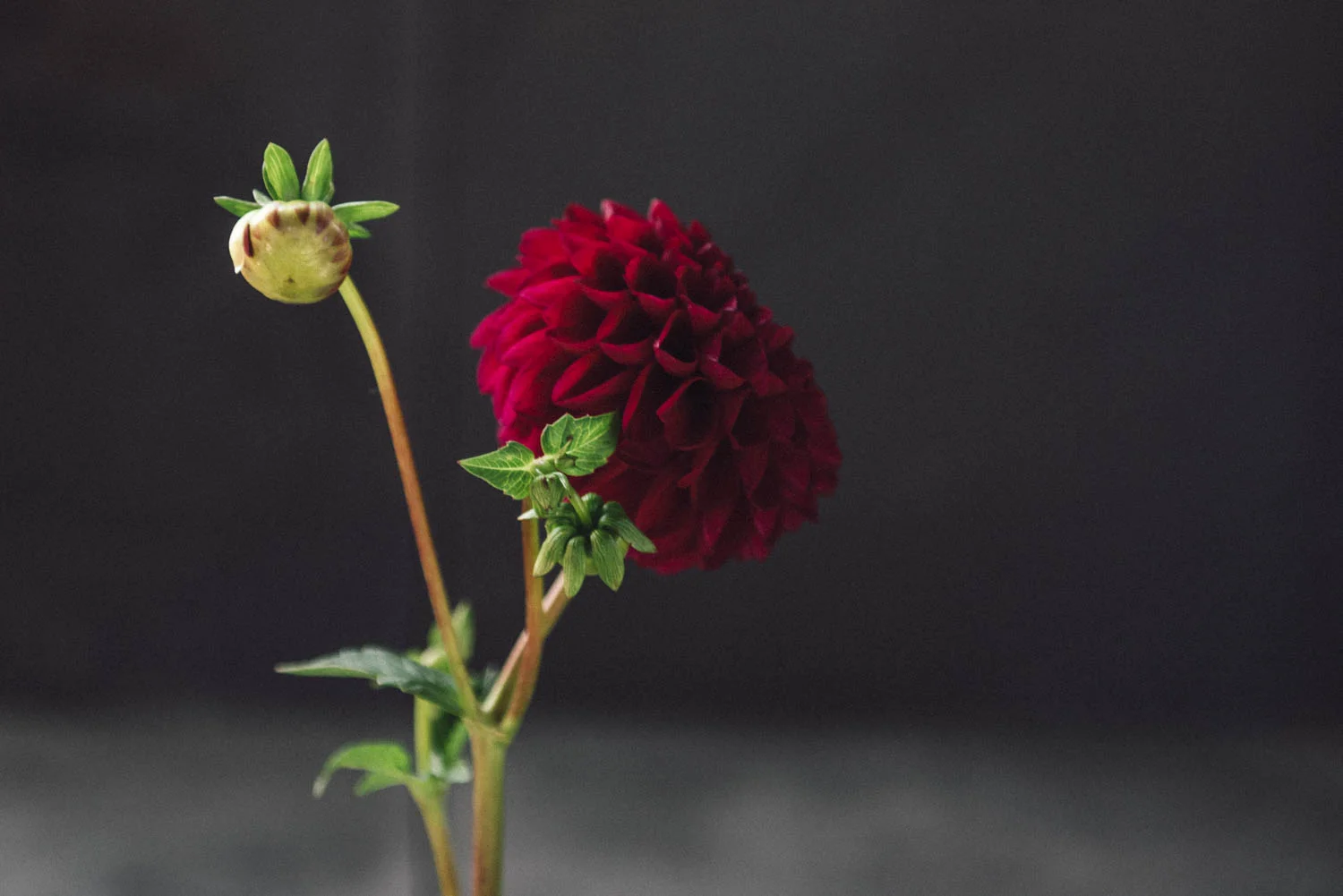 Dahlia pinnata_Dahlia_cornell_20180929_152941.jpg