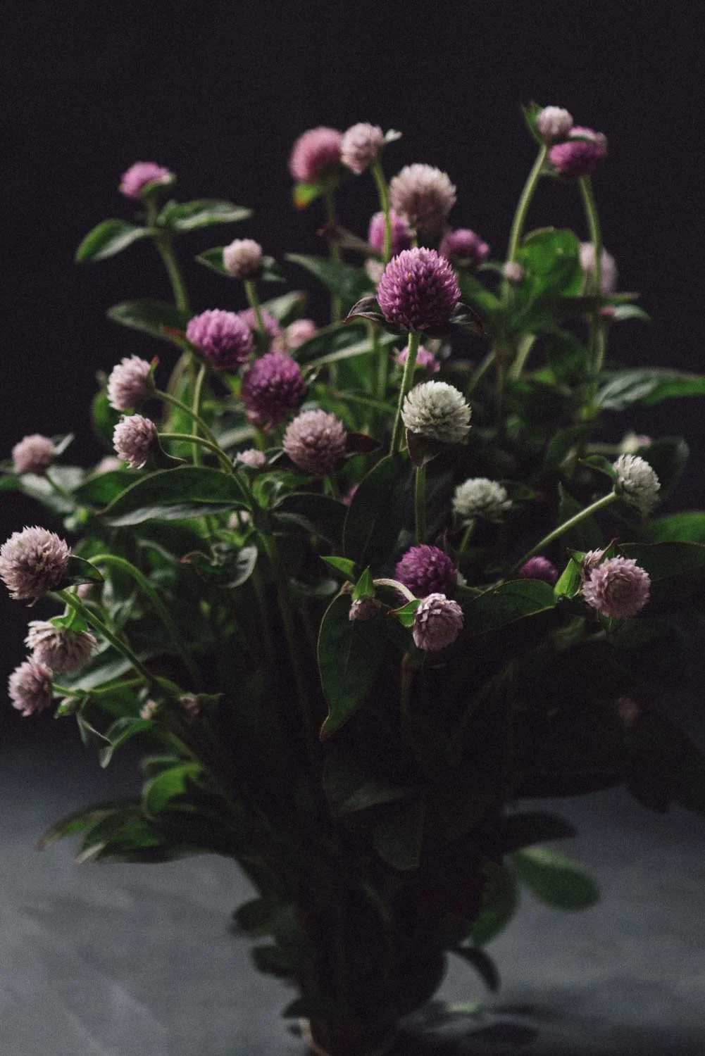 Gomphrena globosa