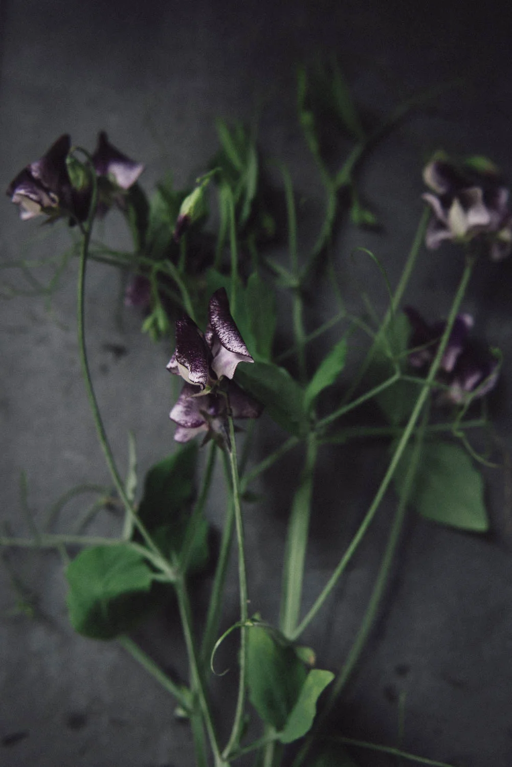 Lathyrus odoratus