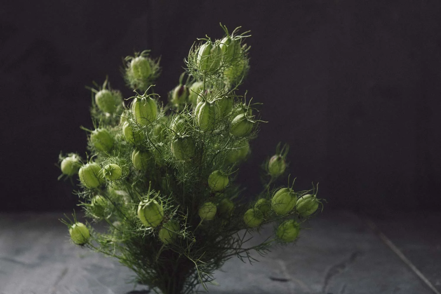 Nigella demascena