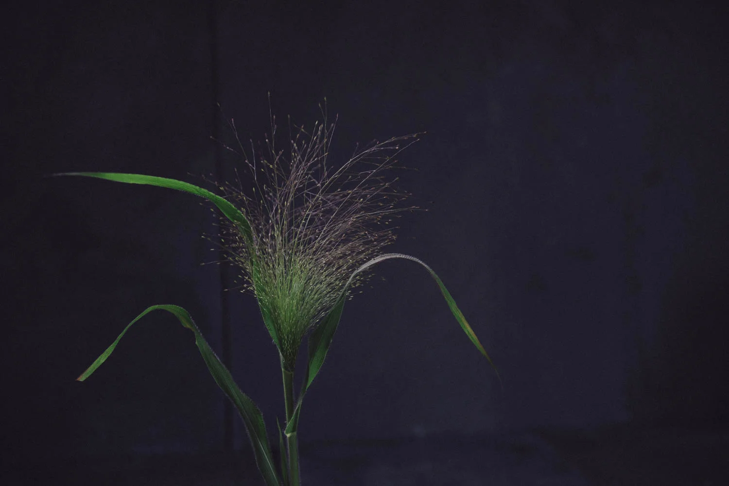 Panicum elegans