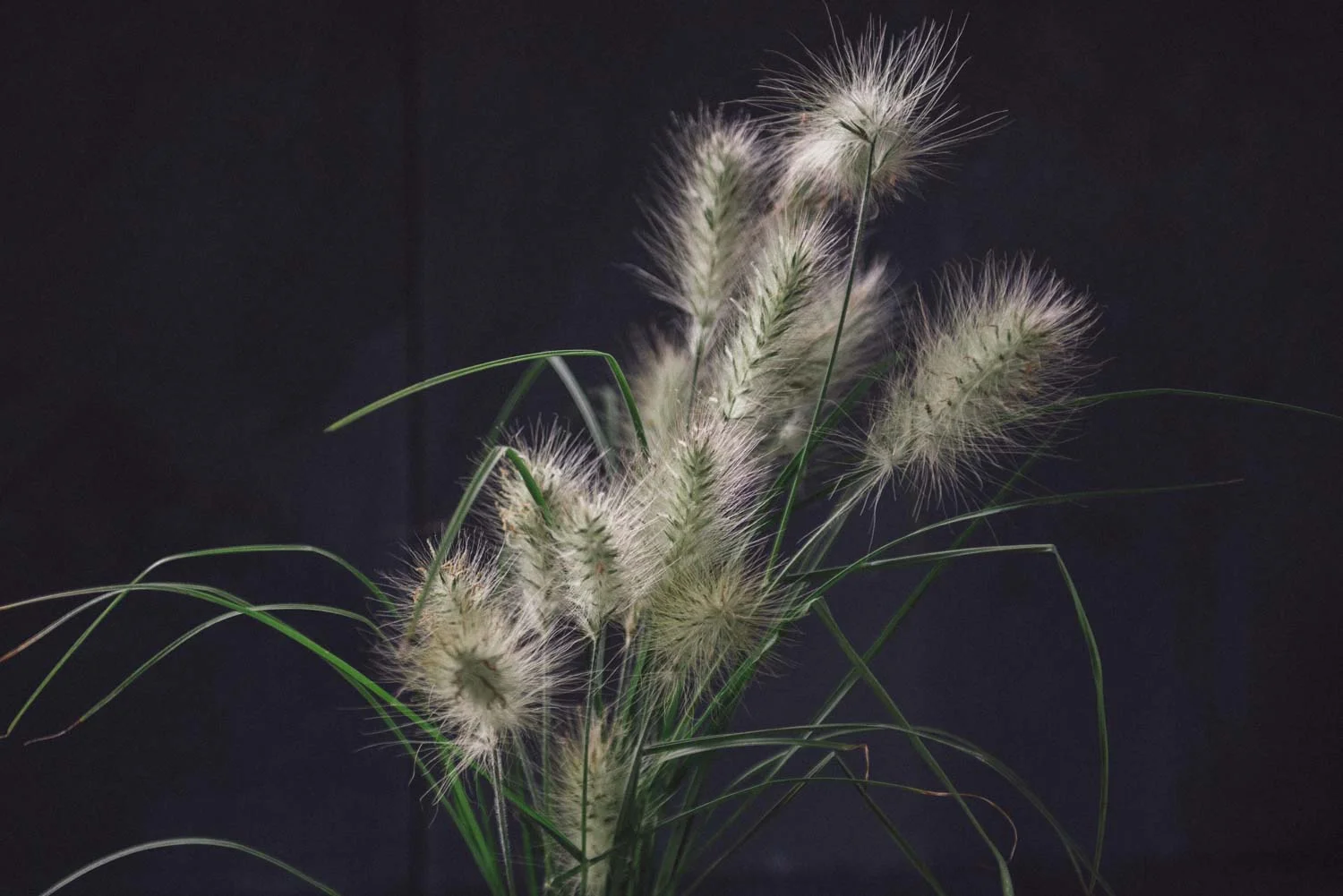 Pennisetum villosum