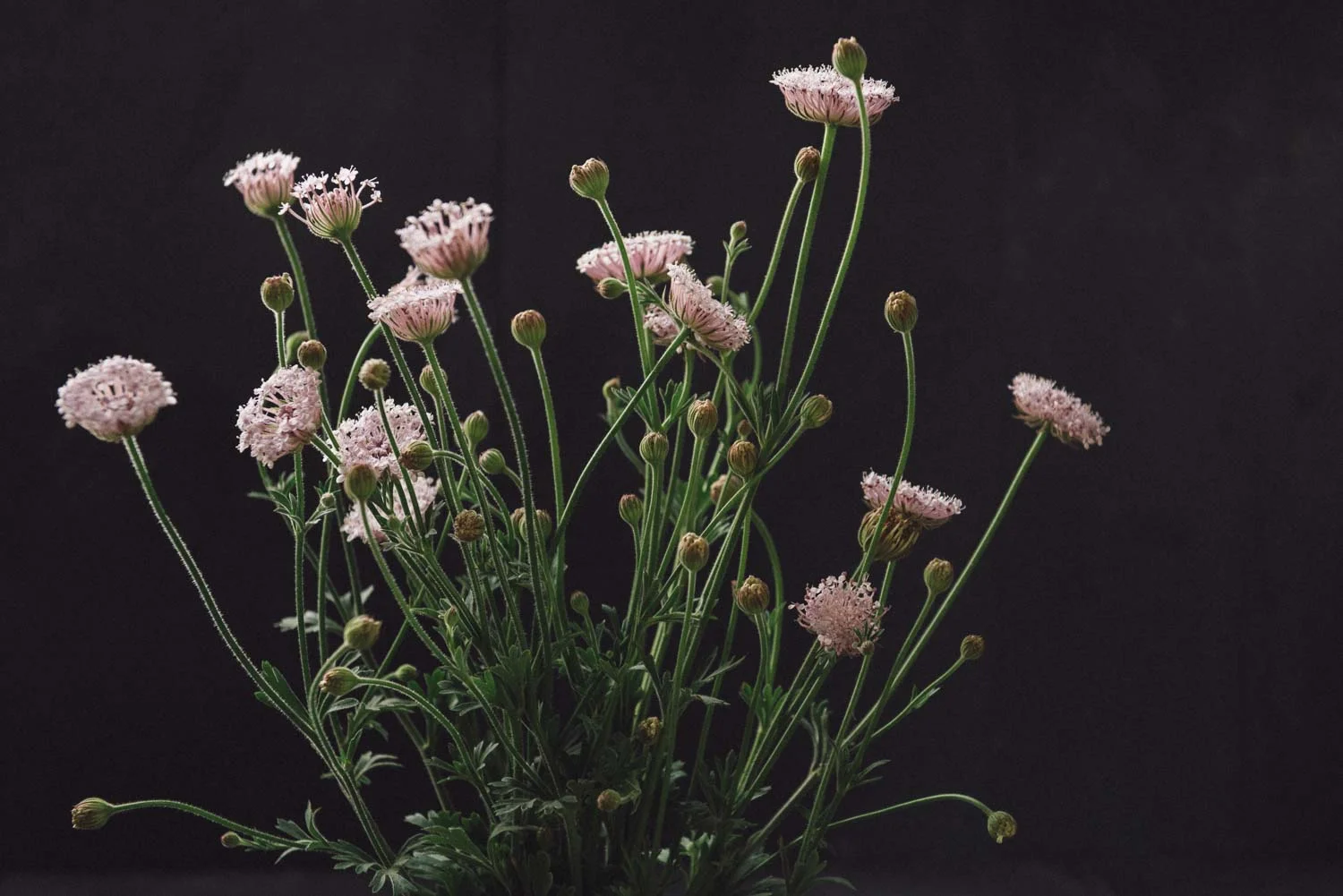 Trachymene coerulea