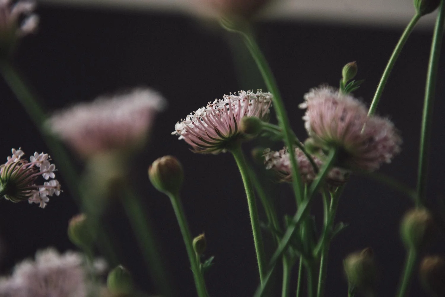 Trachymene coerulea
