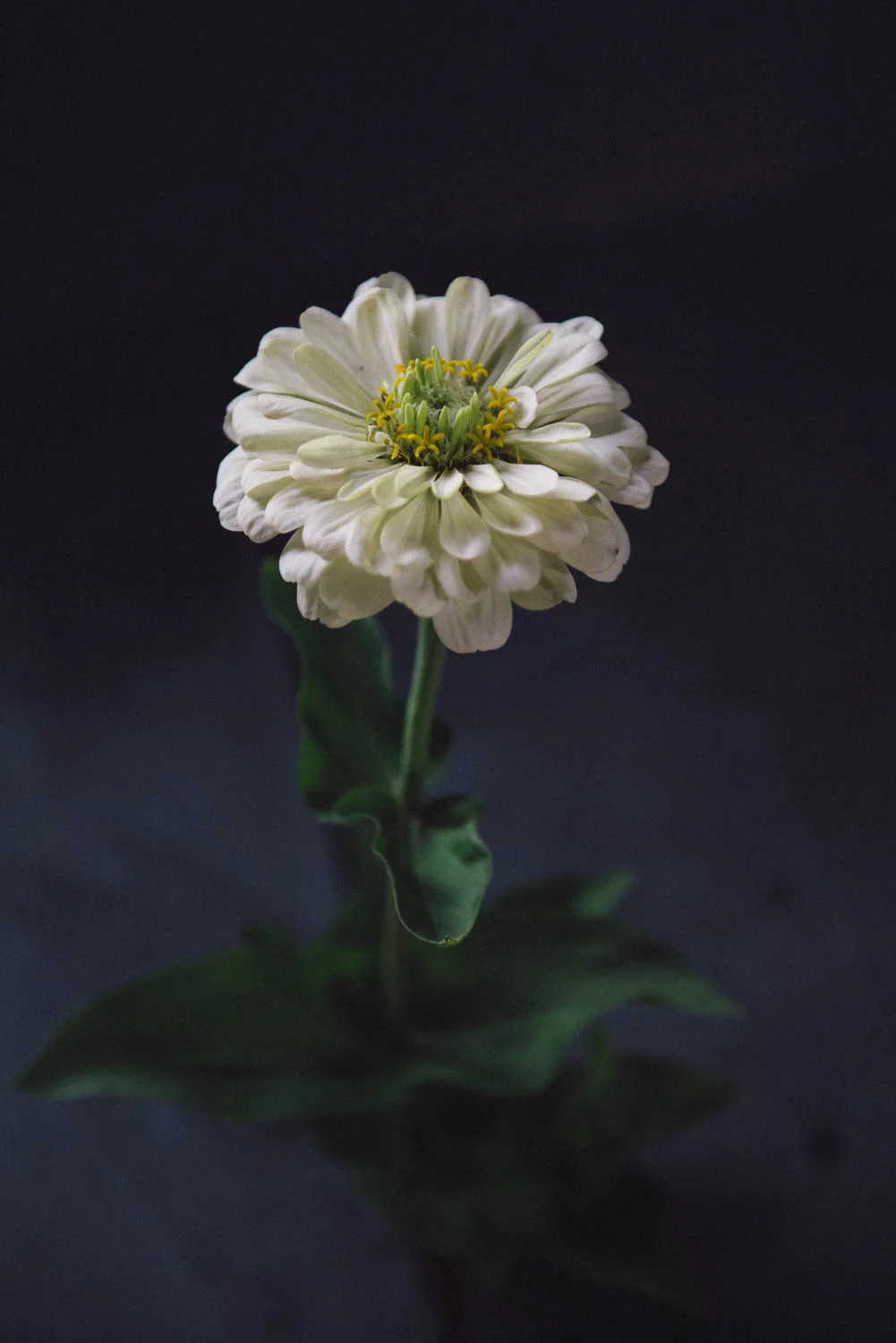 Zinnia elegans