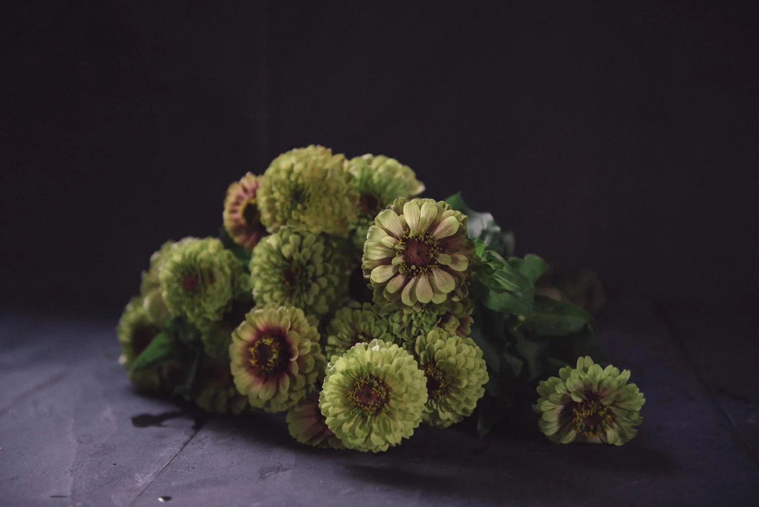 Zinnia elegans
