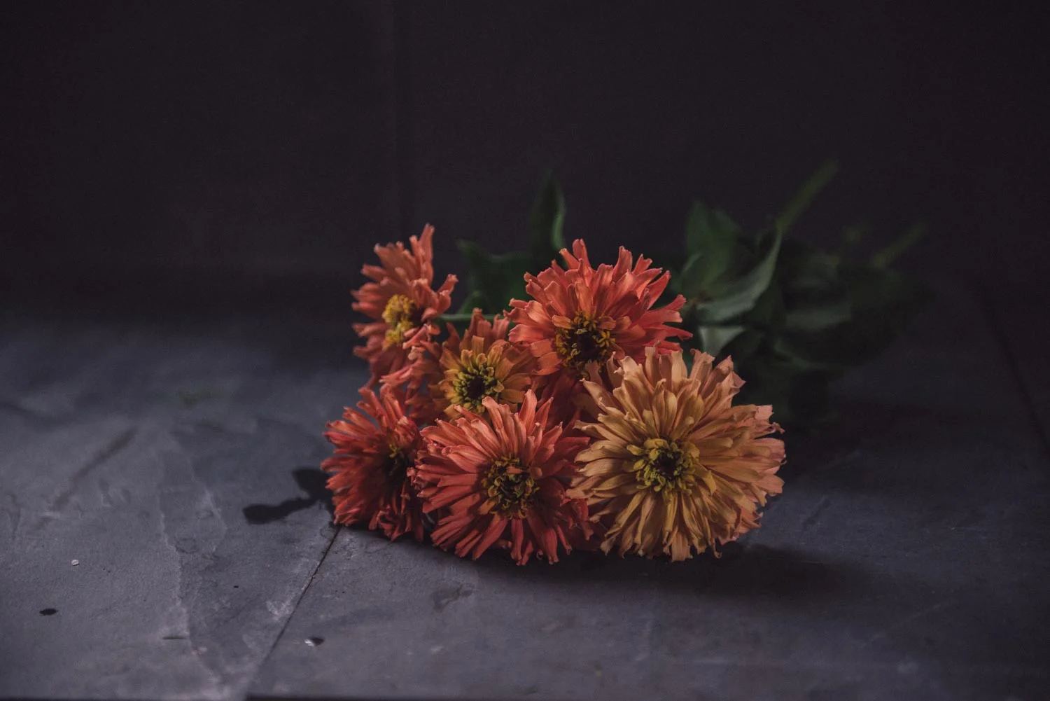 Zinnia elegans