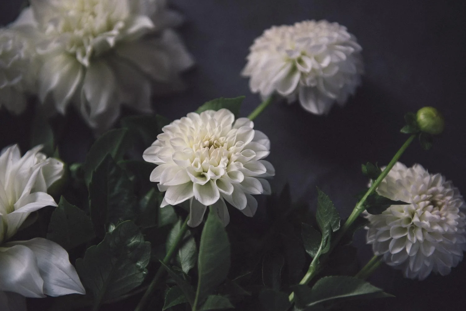 Dahlia pinnata