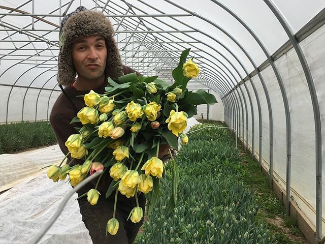 It&rsquo;s good to be back in the game. This week marked our first sizable harvest of the season. Peach, salmon, apricot, purple-black, and ivory toned tulips are taking over the cooler. We&rsquo;ll have a sweet selection at the @miflowercoop market 