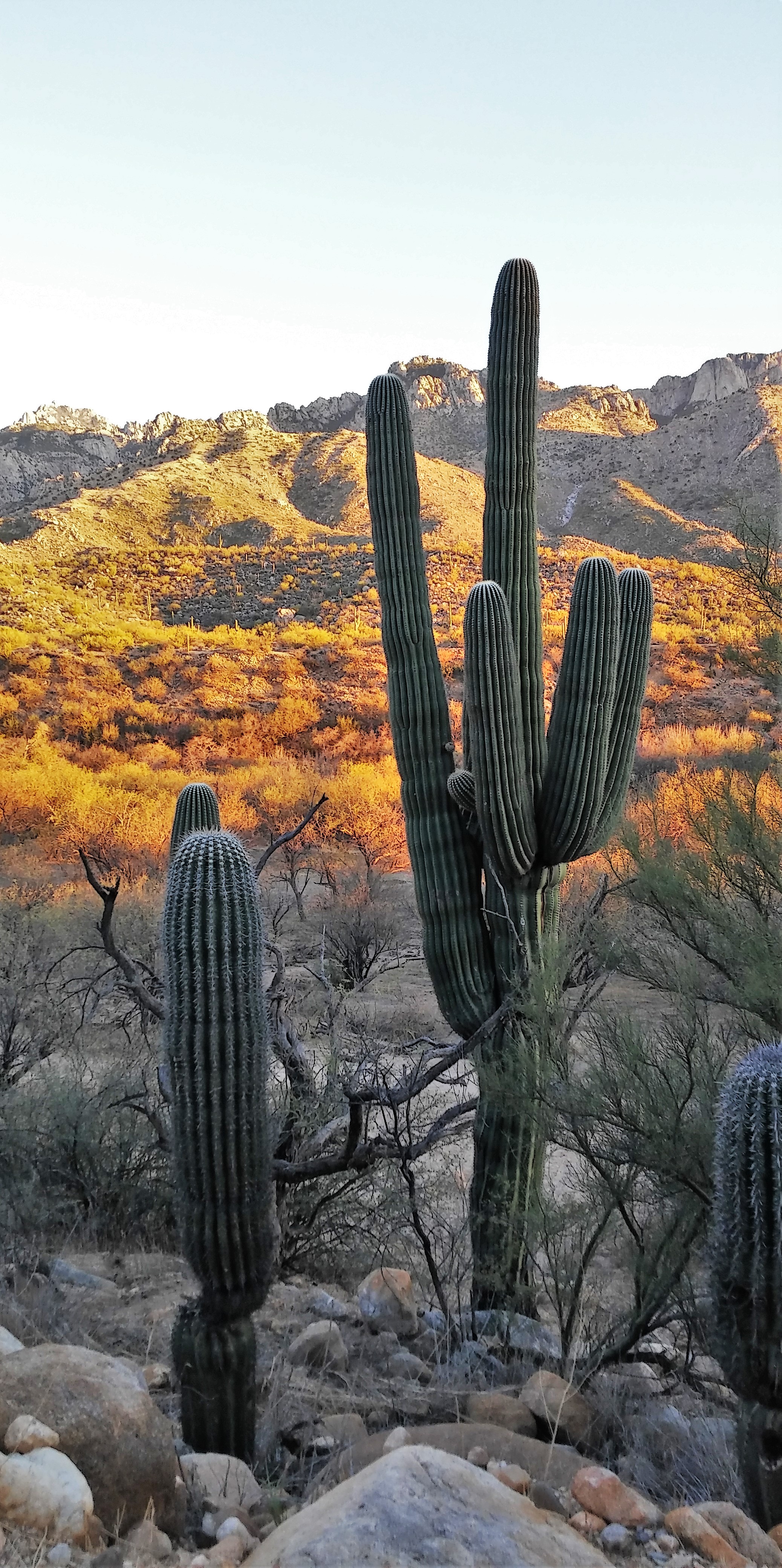 Catalina State Park