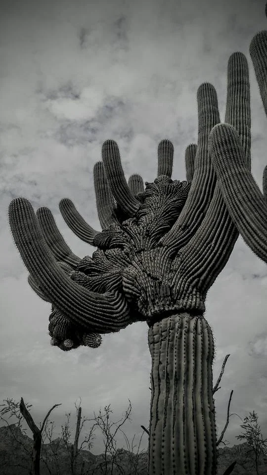 Sabino Canyon State Park