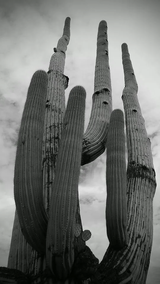 Sabino Canyon State Park