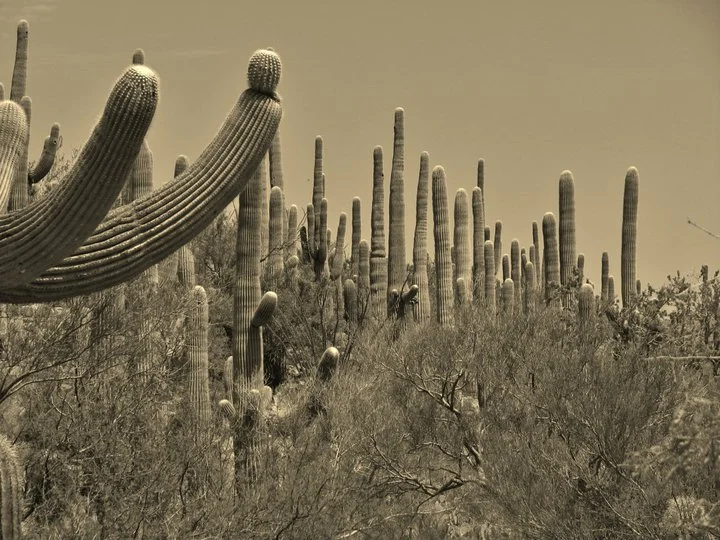 Saguaro National Monument