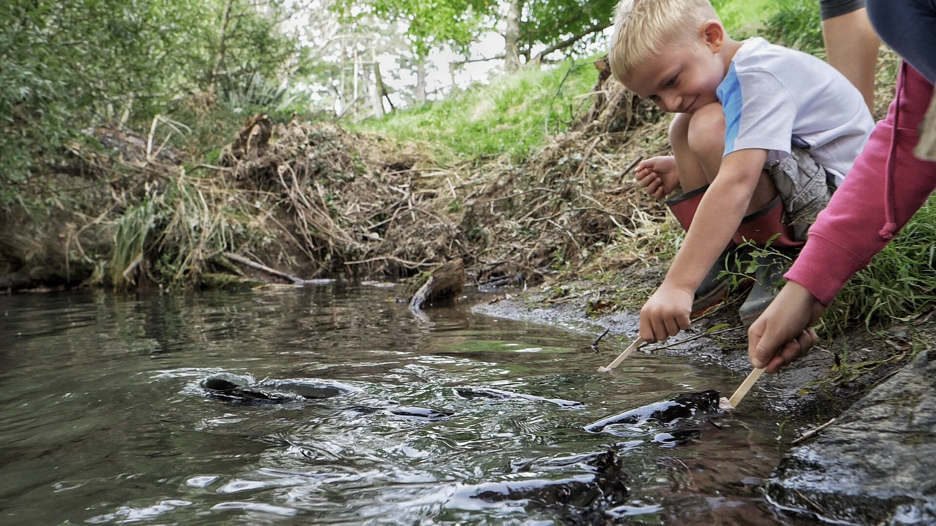 Feeding the eels