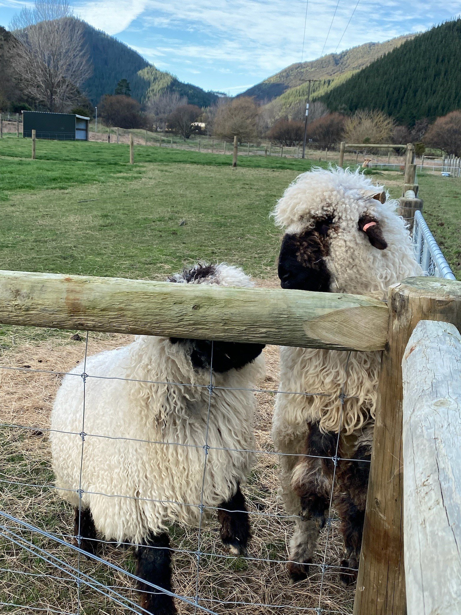 Sheep.jpeg