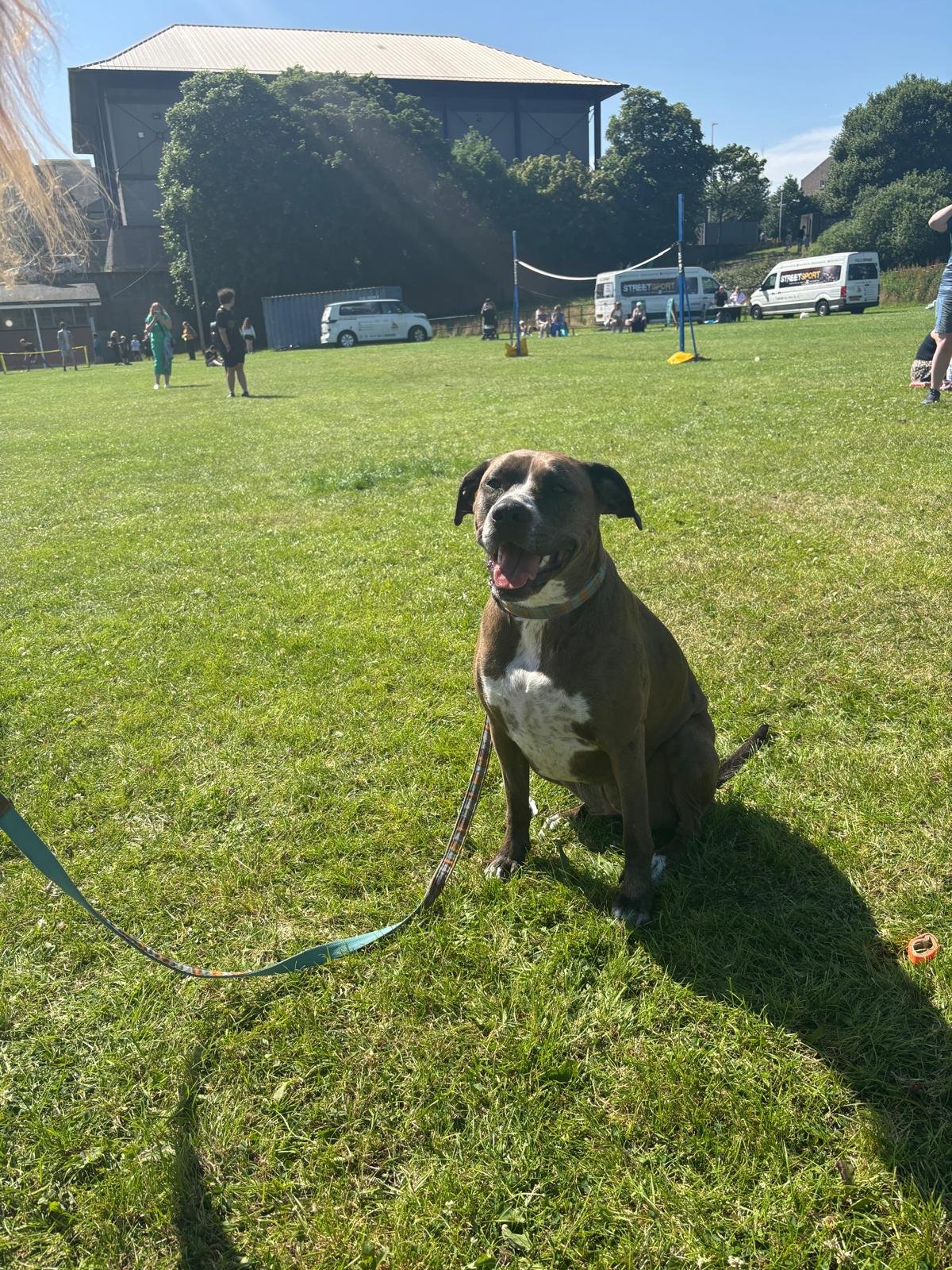 Dog.jpg