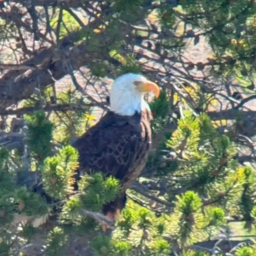 eagle.jpg
