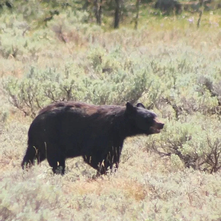 black+bear.jpg
