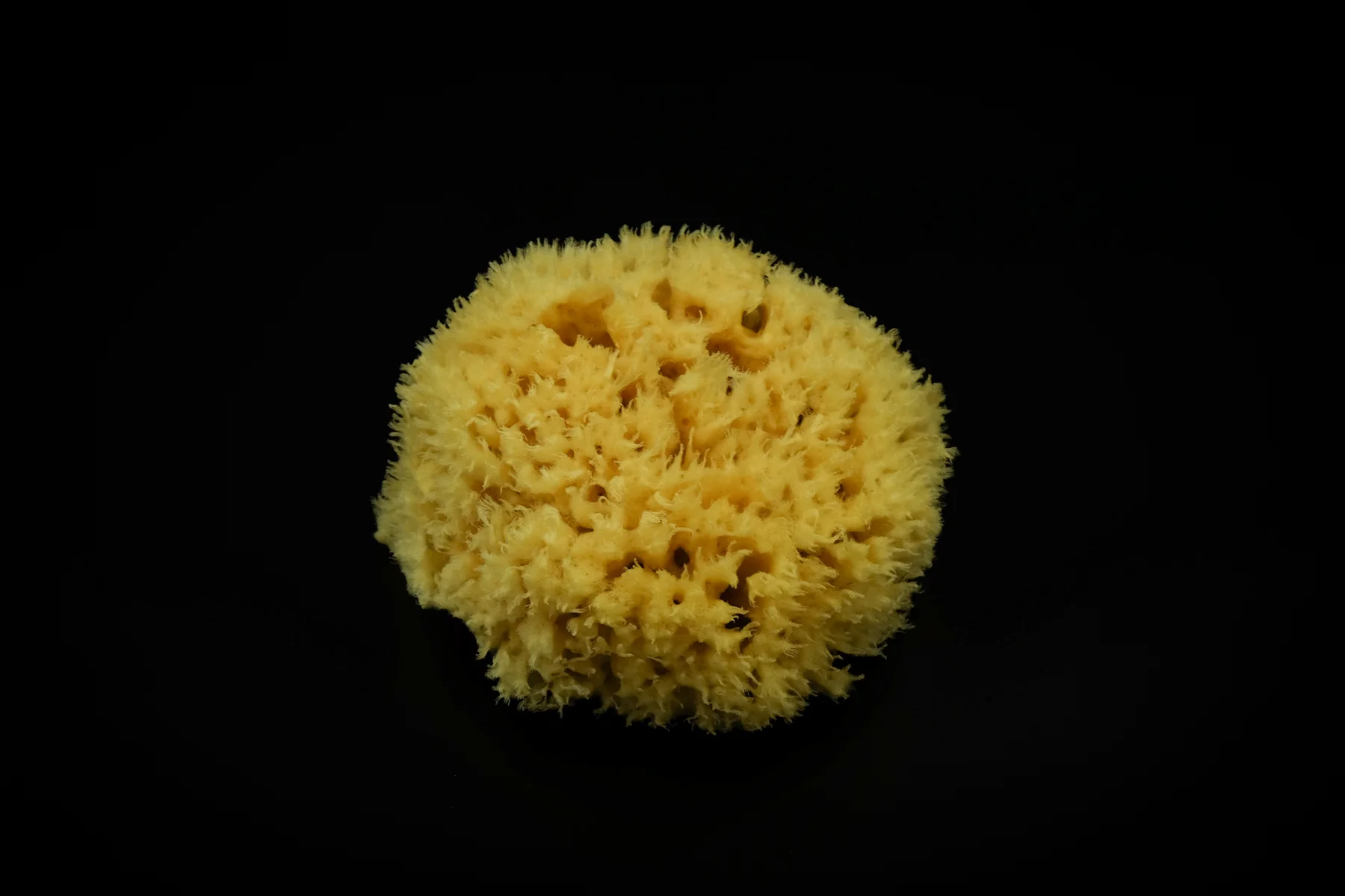 holy sponge 2018 black-25.jpg