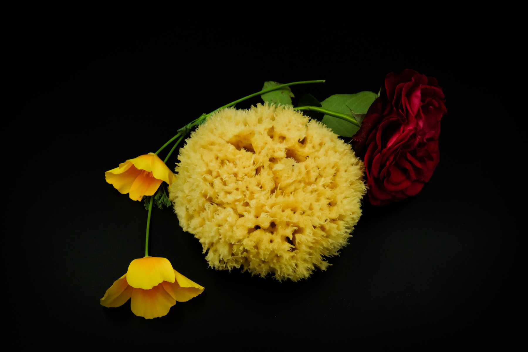 holy sponge 2018 black-29.jpg
