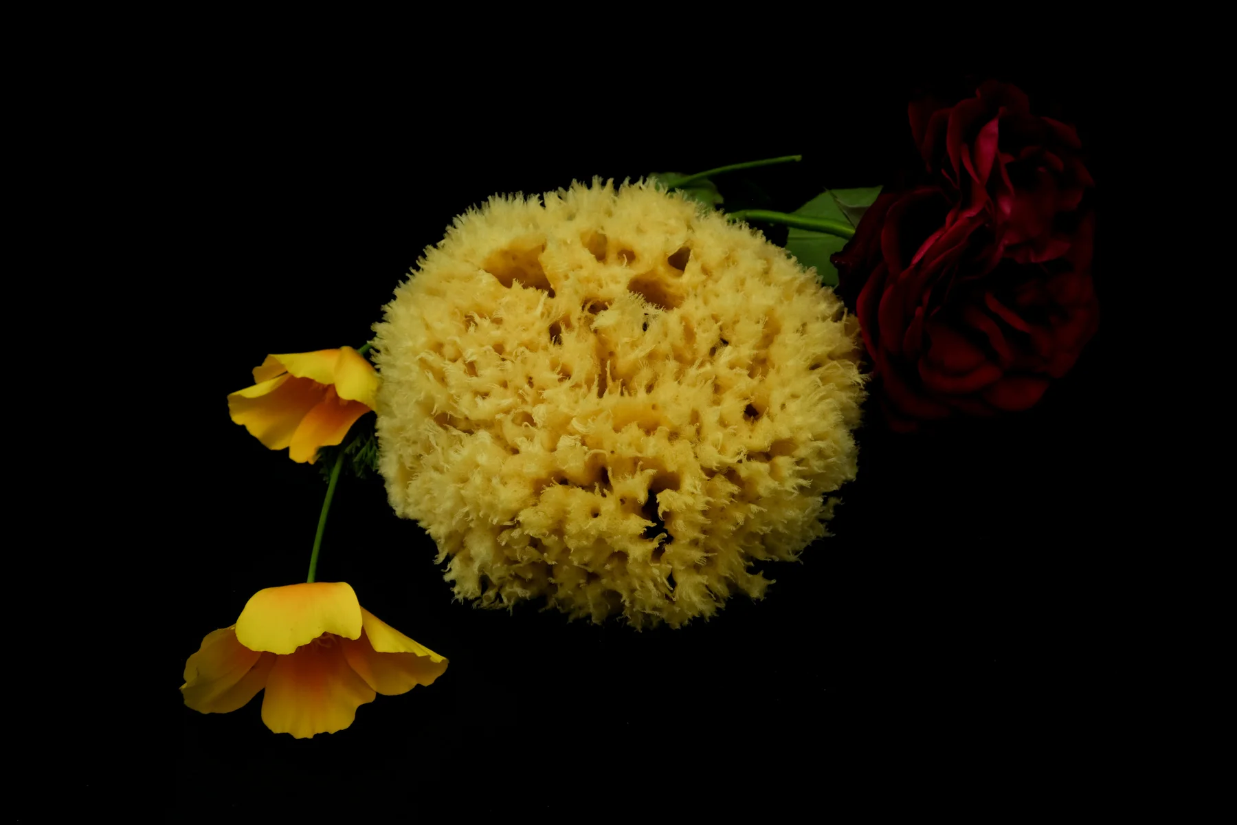 holy sponge 2018 black-32.jpg