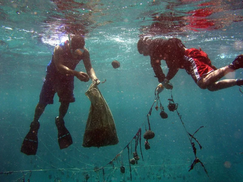 harvesting-sponges.jpg