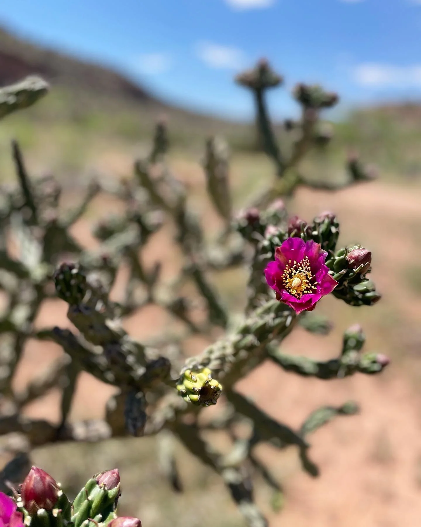 Good morning as we approach Summer Solstice ☀️ I&rsquo;m back in NM and re-opened the shop online. Here&rsquo;s a few photos of this warm and blooming time (and icy glacial water flowing in the Yuba right now). 
I&rsquo;ve been lingering on these mor