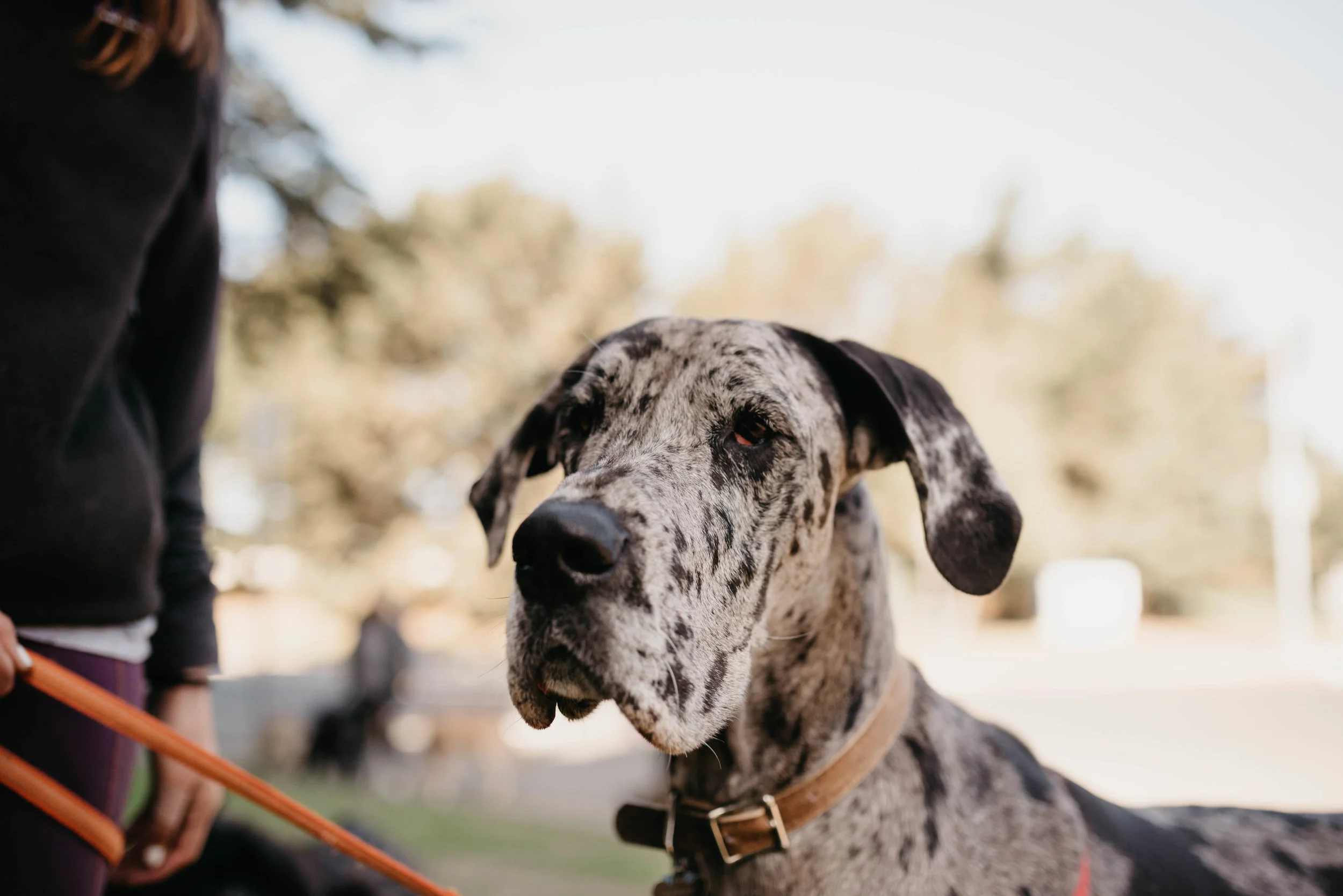 Dogs-11.jpg