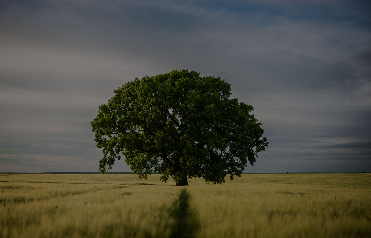 oak-tree.jpg