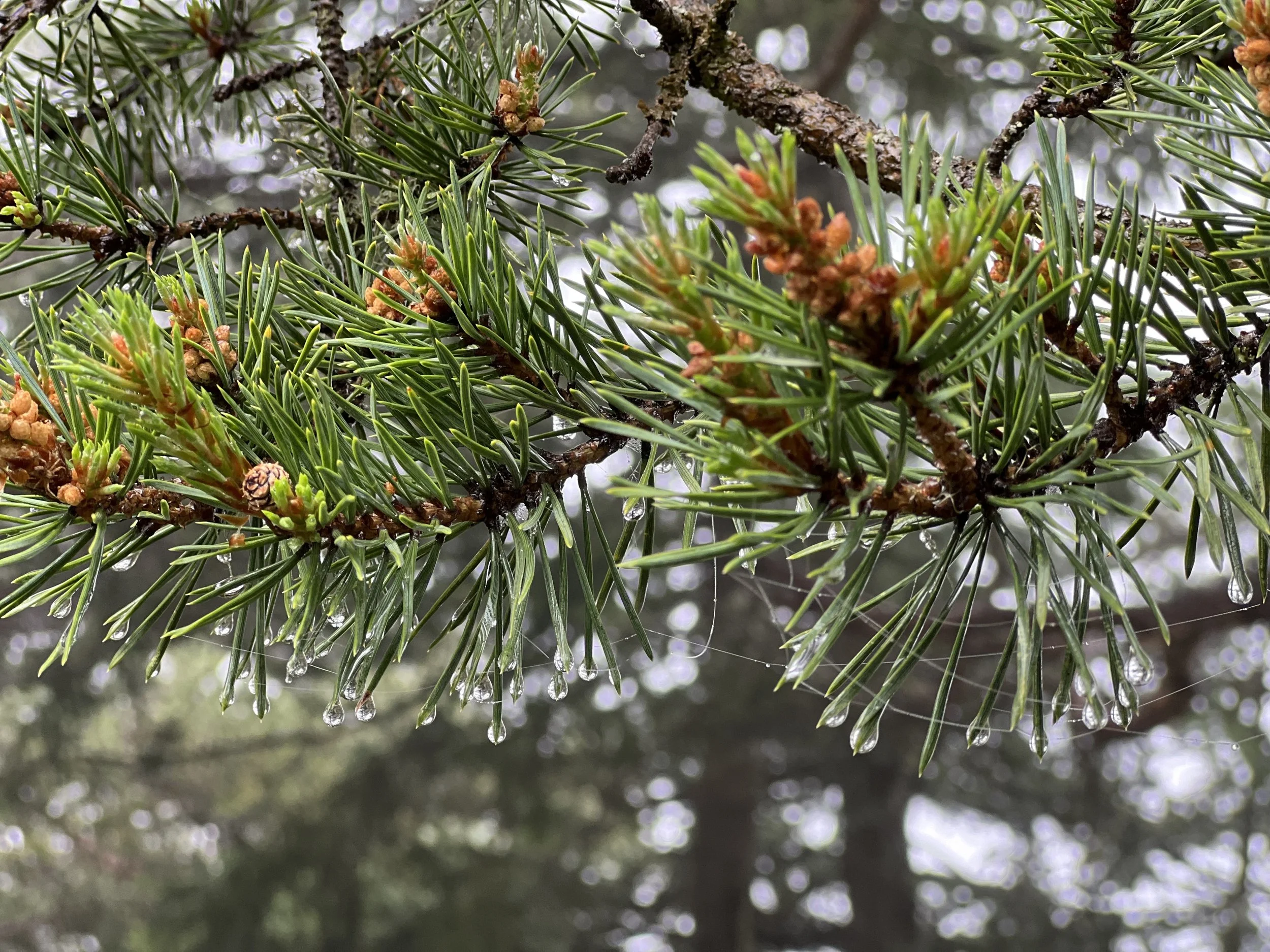 How to embrace the benefits of forest bathing (even if you live in a city!)