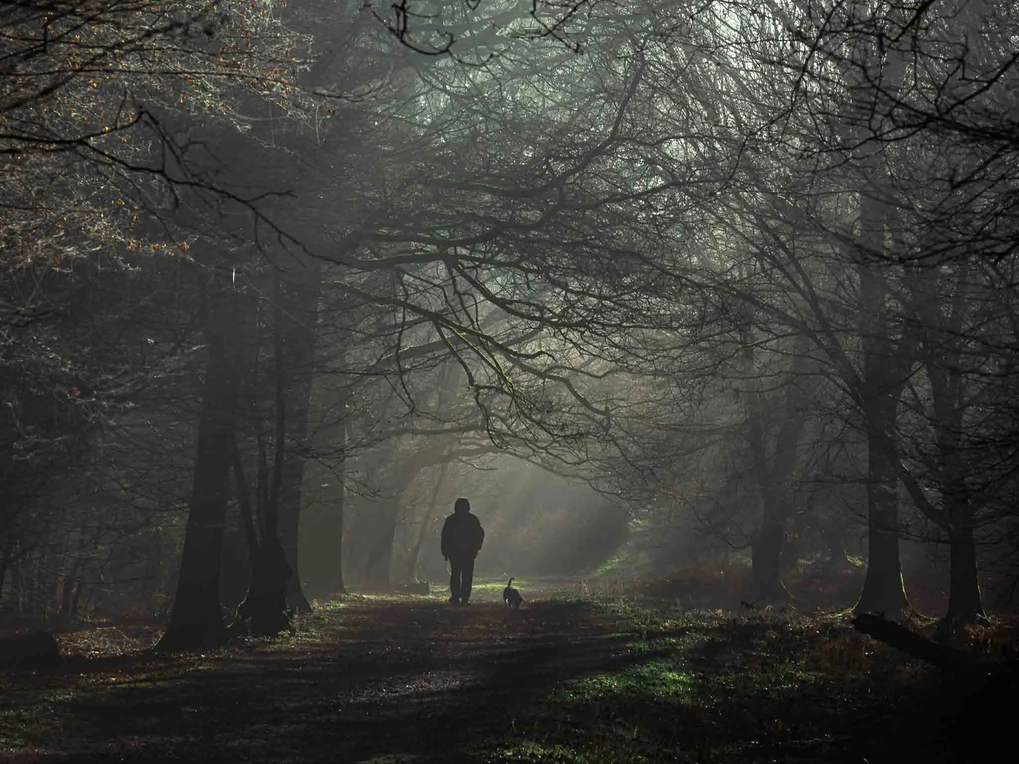 Morning Walk in the Woods