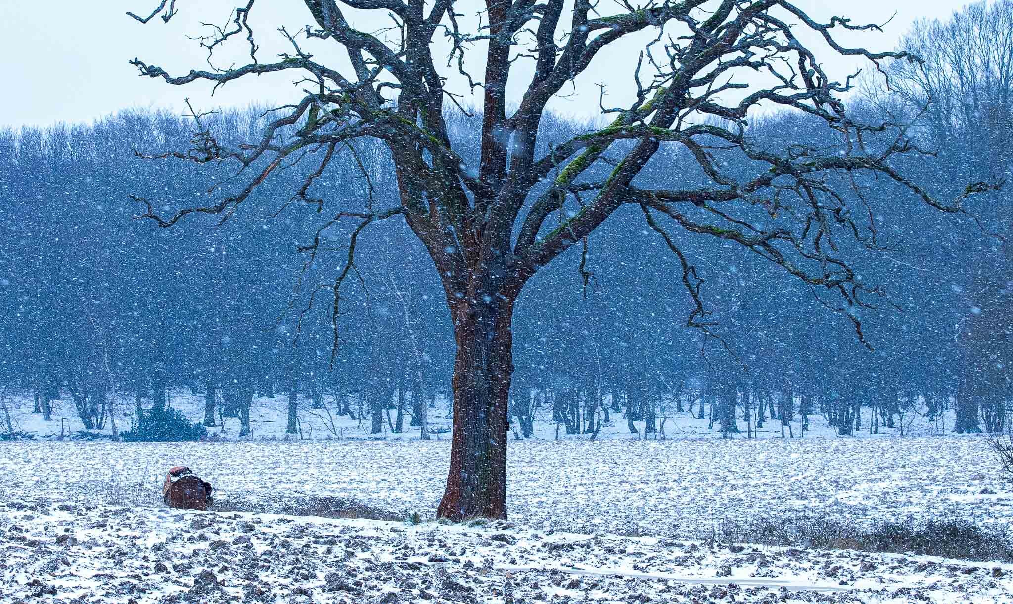 Solitary Tree in the Snow