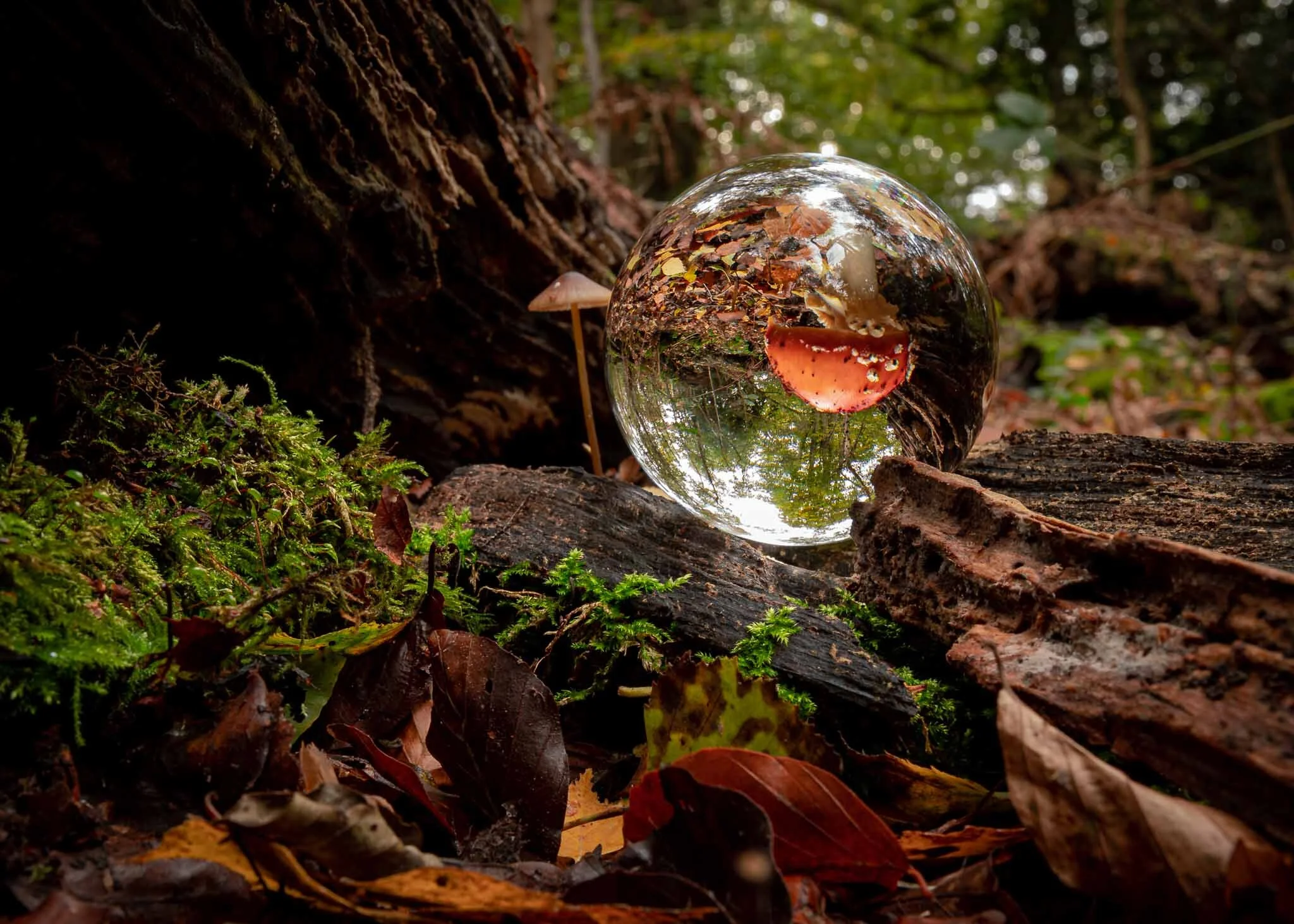 Autumnal Day in The Woods