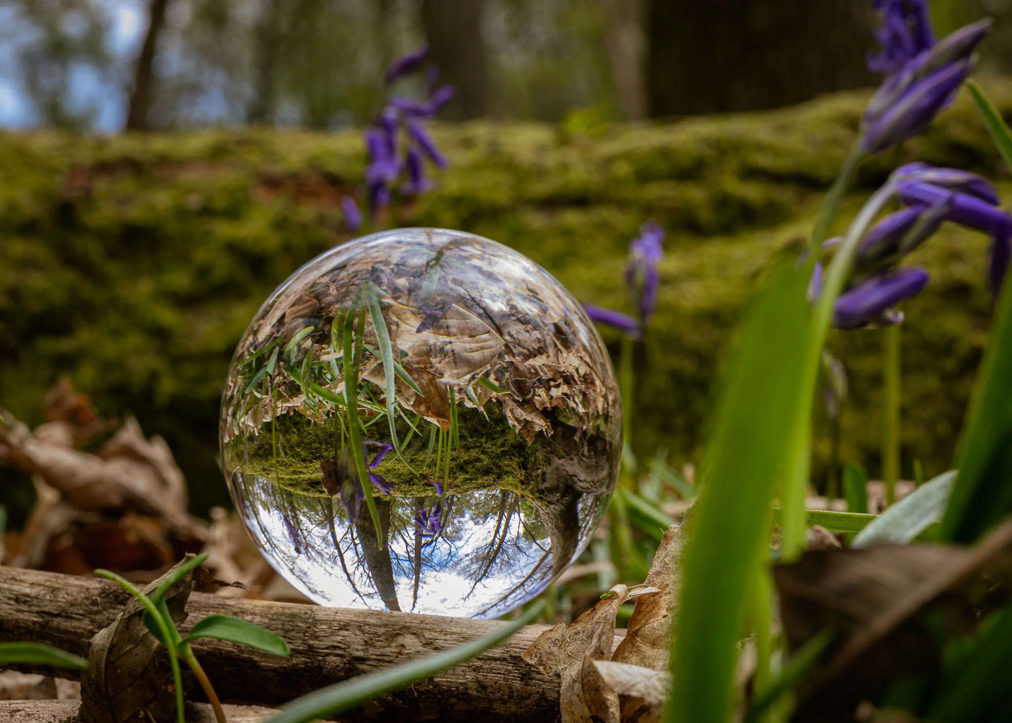 Blue Bells in the Wood