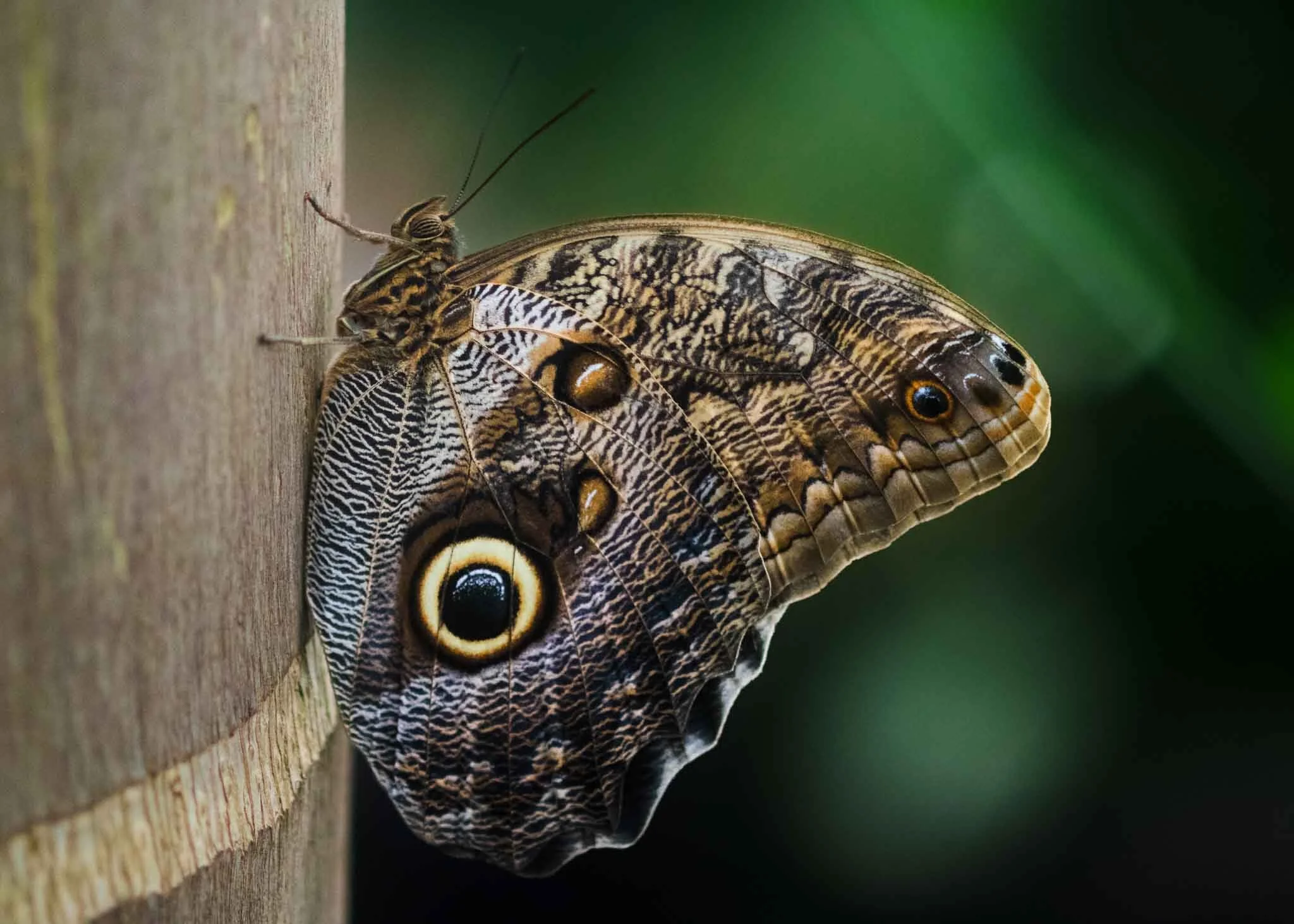 Owl Butterfly taking a rest