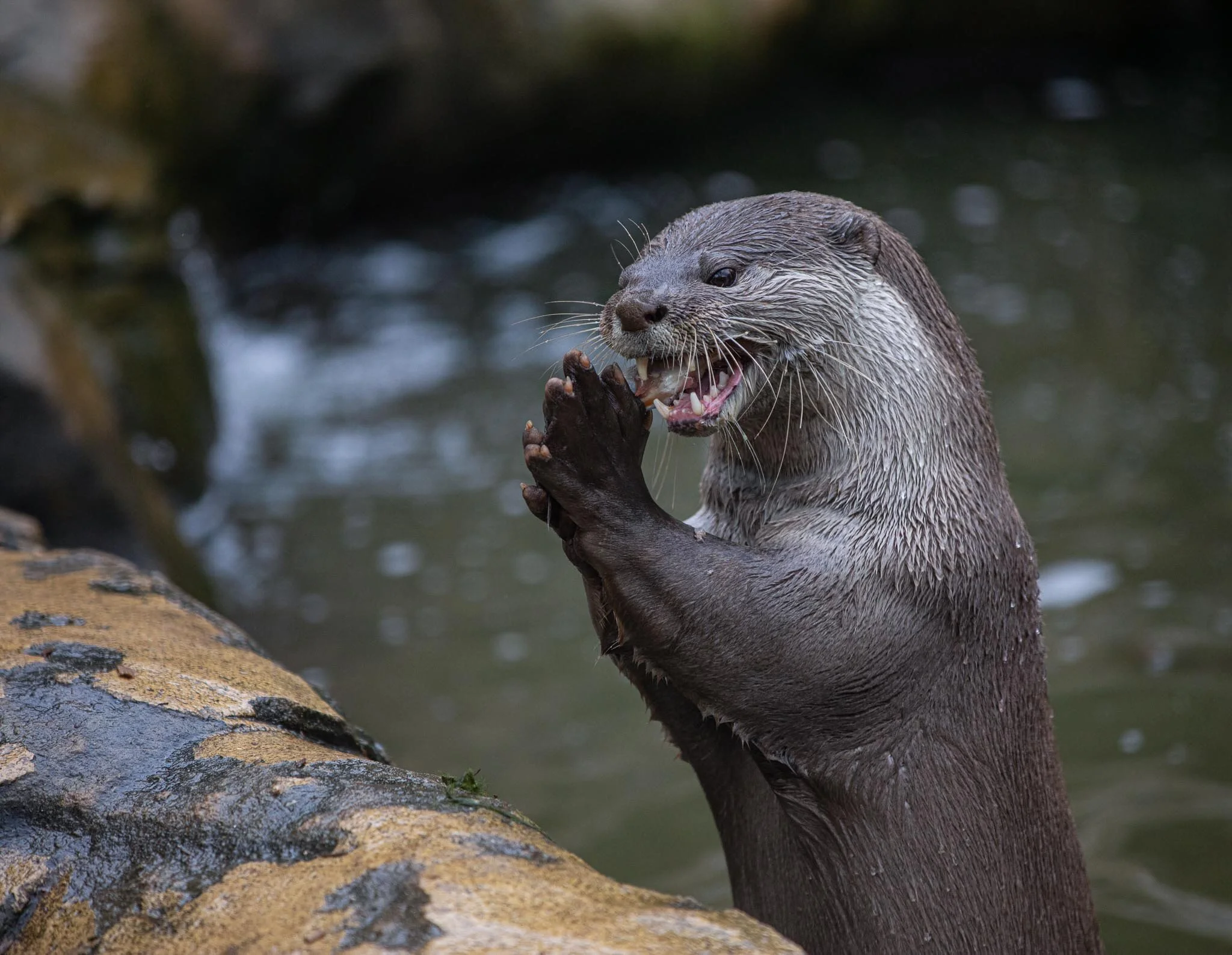 Feeding Time at The Zoo