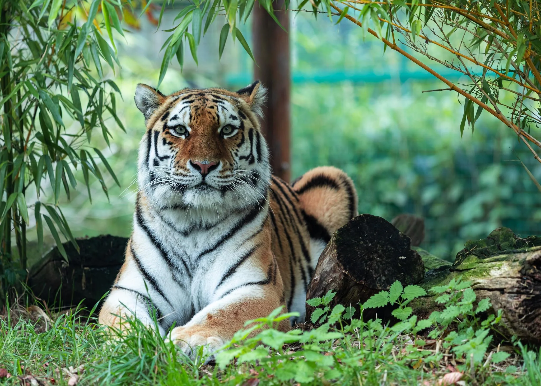 Tiger Poses for the camera 