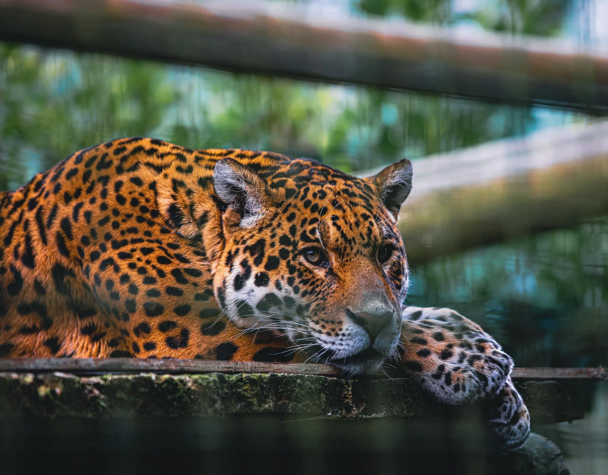 Jaguar Resting