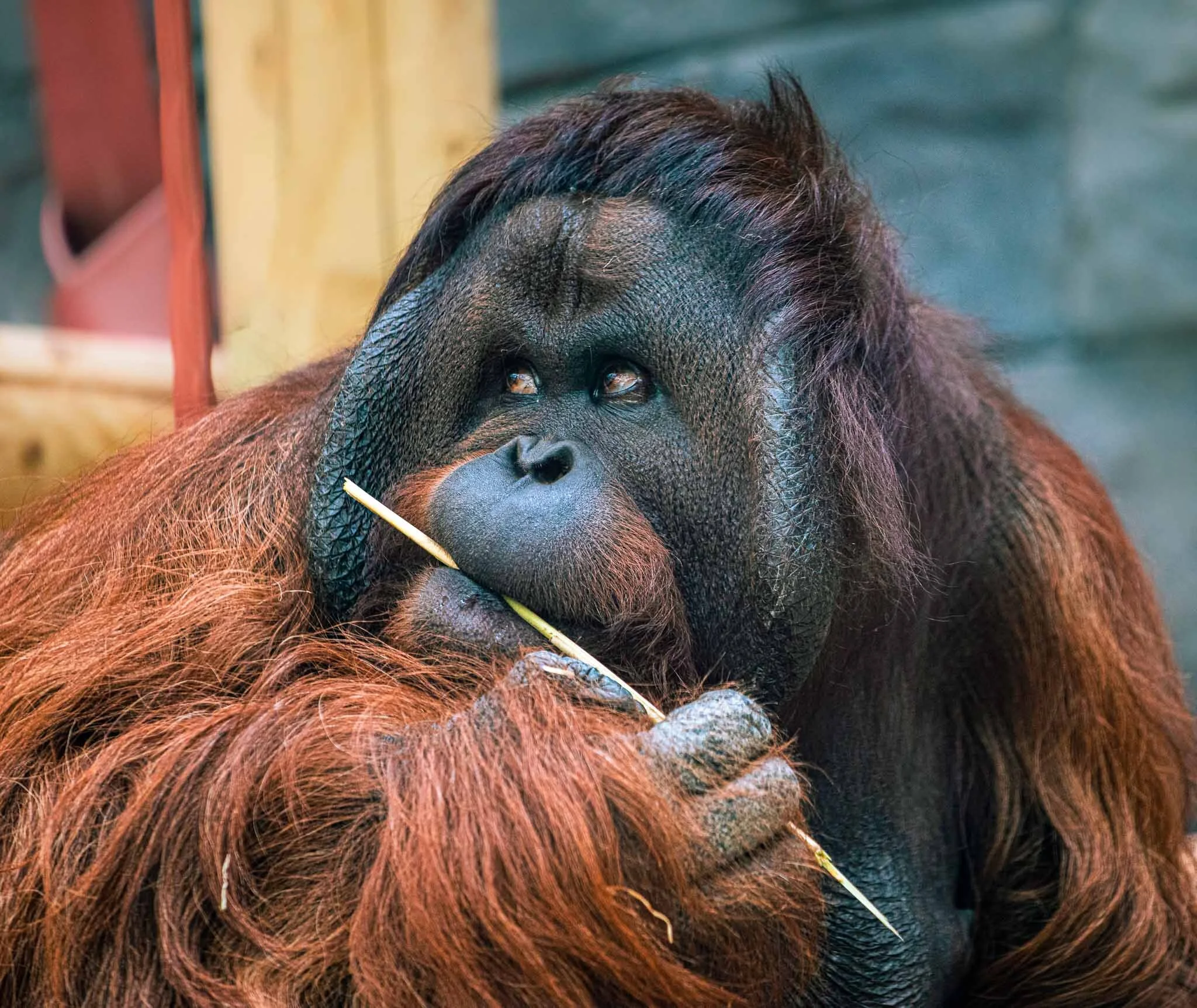 "Orangutan Deciding What to Write"