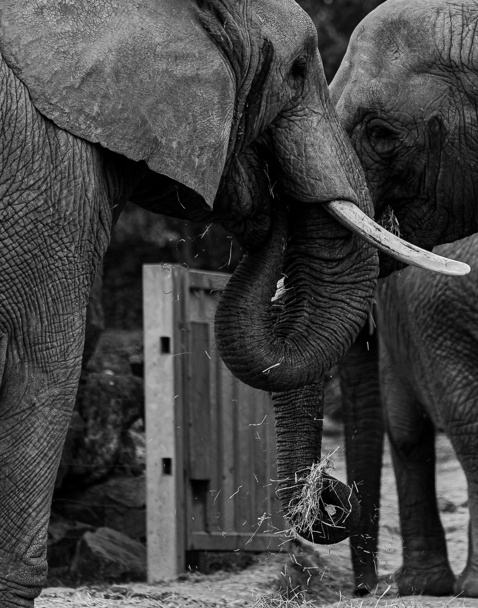 Elephants Feeding Time