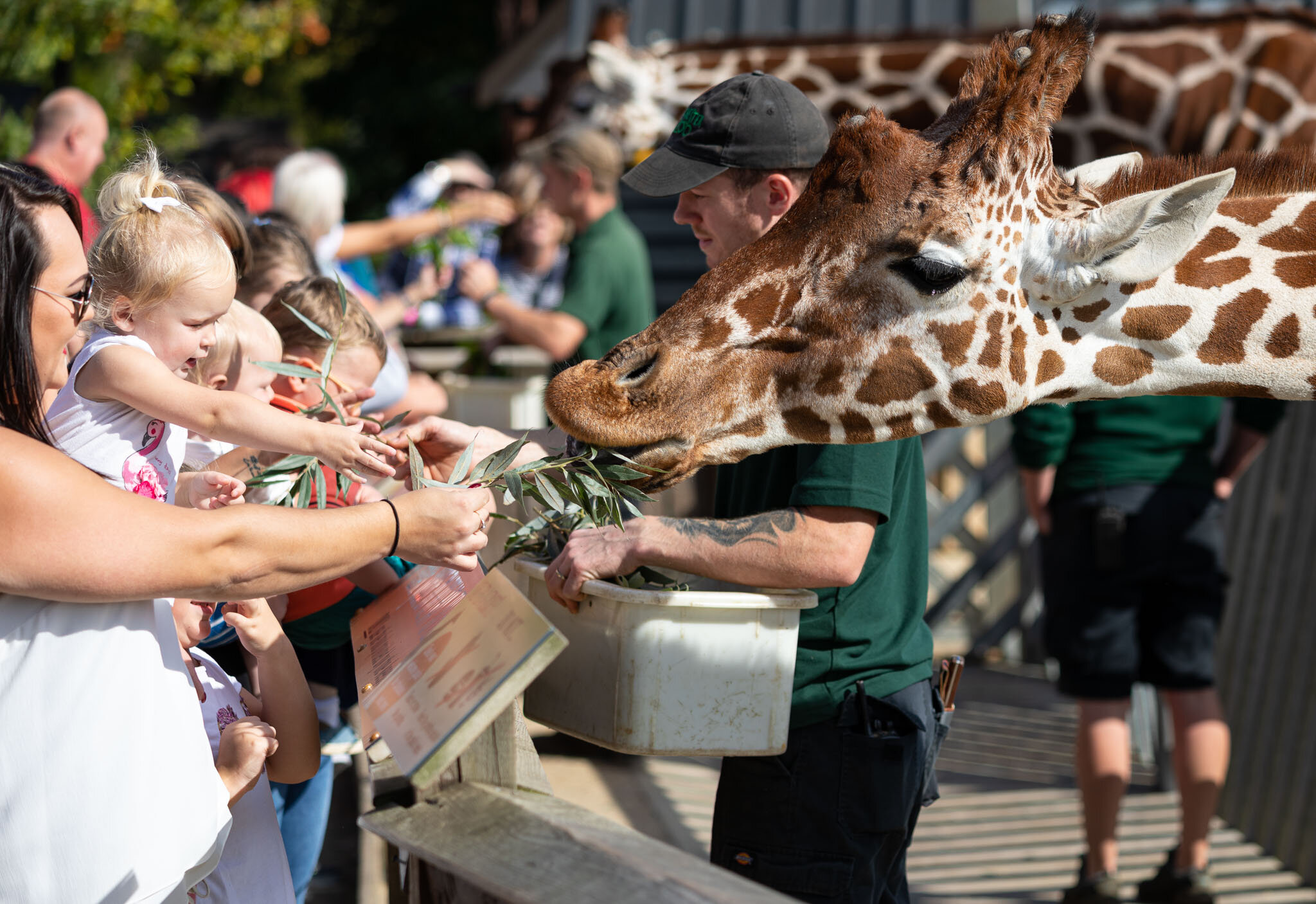 Feeding The Giraffe