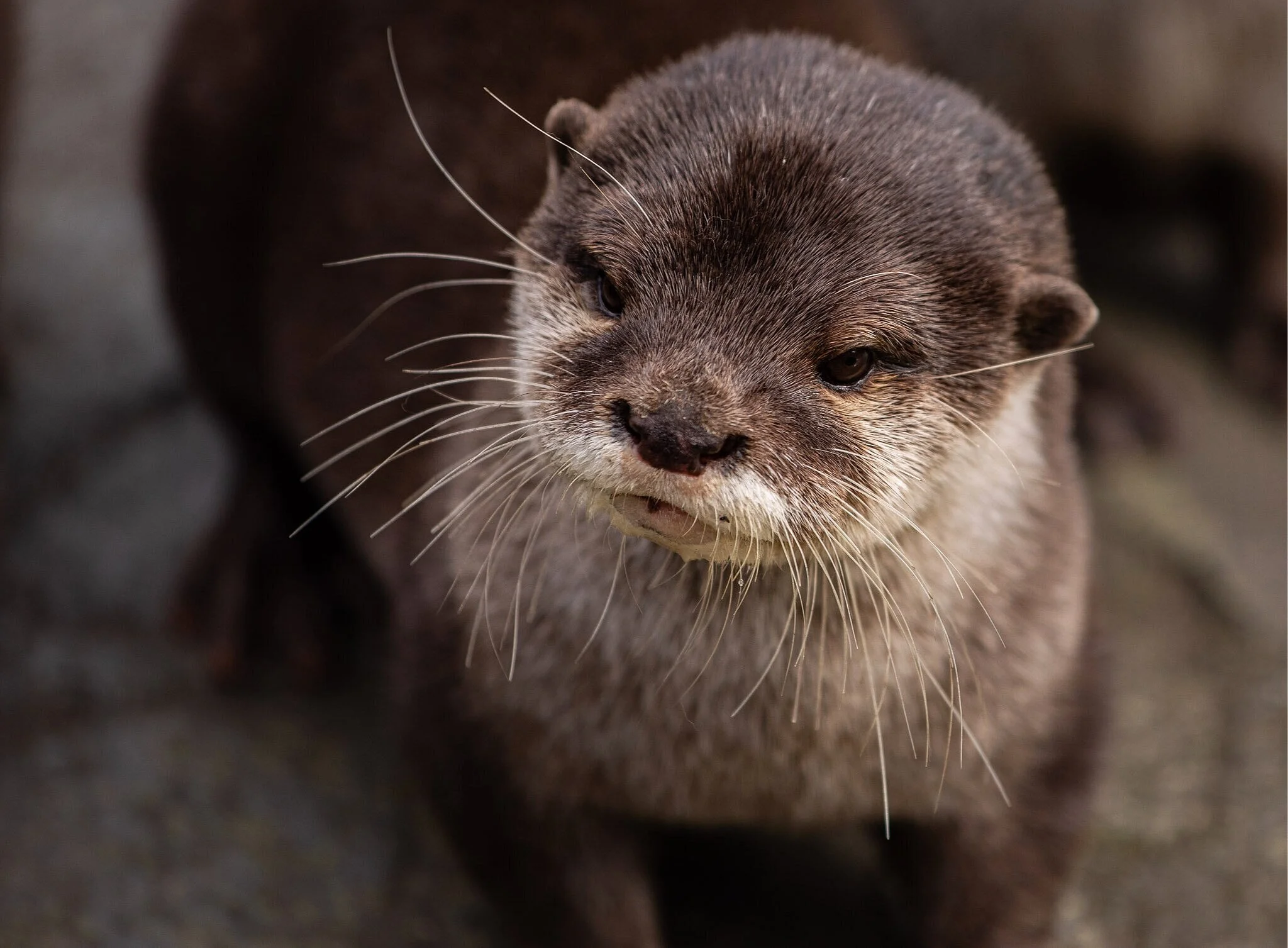 Asian Small Clawed Otter