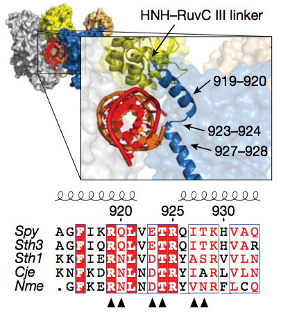 07_Sternberg(Conformational...).png