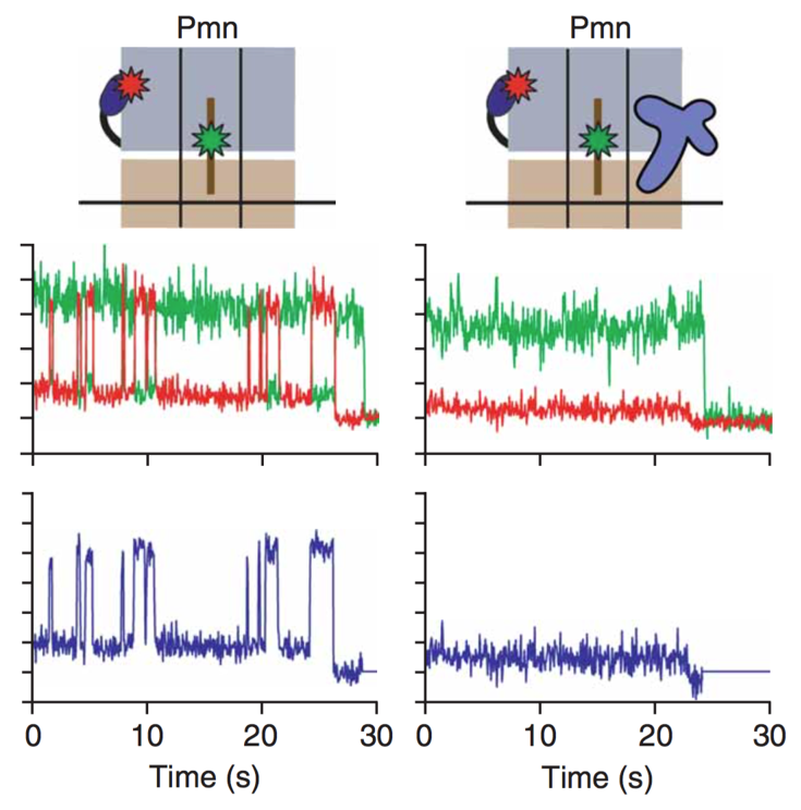 Publications — Sternberg Lab